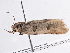  ( - BIOUG10400-A05)  @12 [ ] CreativeCommons - Attribution (2014) CBG Photography Group Centre for Biodiversity Genomics