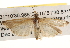  ( - BIOUG16871-A09)  @13 [ ] CreativeCommons - Attribution (2014) CBG Photography Group Centre for Biodiversity Genomics