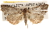  ( - BIOUG16871-C11)  @14 [ ] CreativeCommons - Attribution (2014) CBG Photography Group Centre for Biodiversity Genomics