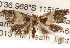  ( - BIOUG16872-G04)  @12 [ ] CreativeCommons - Attribution (2014) CBG Photography Group Centre for Biodiversity Genomics