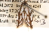  ( - BIOUG16873-C03)  @12 [ ] CreativeCommons - Attribution (2014) CBG Photography Group Centre for Biodiversity Genomics