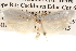  ( - BIOUG16873-D05)  @13 [ ] CreativeCommons - Attribution (2014) CBG Photography Group Centre for Biodiversity Genomics