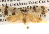  ( - BIOUG16873-E09)  @13 [ ] CreativeCommons - Attribution (2014) CBG Photography Group Centre for Biodiversity Genomics