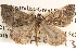  ( - BIOUG16873-E11)  @14 [ ] CreativeCommons - Attribution (2014) CBG Photography Group Centre for Biodiversity Genomics