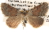 (Dichromodes sp. ANIC77 - BIOUG16873-E12)  @15 [ ] CreativeCommons - Attribution (2014) CBG Photography Group Centre for Biodiversity Genomics