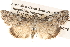  ( - BIOUG16873-F05)  @14 [ ] CreativeCommons - Attribution (2014) CBG Photography Group Centre for Biodiversity Genomics