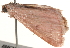  ( - BIOUG17341-D05)  @13 [ ] CreativeCommons - Attribution (2014) CBG Photography Group Centre for Biodiversity Genomics