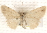  ( - BIOUG17341-G06)  @13 [ ] CreativeCommons - Attribution (2014) CBG Photography Group Centre for Biodiversity Genomics