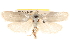  ( - BIOUG17342-A10)  @14 [ ] CreativeCommons - Attribution (2014) CBG Photography Group Centre for Biodiversity Genomics