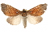  ( - BIOUG17342-C03)  @14 [ ] CreativeCommons - Attribution (2014) CBG Photography Group Centre for Biodiversity Genomics