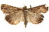  ( - BIOUG17342-D11)  @13 [ ] CreativeCommons - Attribution (2014) CBG Photography Group Centre for Biodiversity Genomics