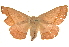  ( - BIOUG17342-H11)  @13 [ ] CreativeCommons - Attribution (2014) CBG Photography Group Centre for Biodiversity Genomics