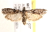  ( - BIOUG17344-E07)  @14 [ ] CreativeCommons - Attribution (2014) CBG Photography Group Centre for Biodiversity Genomics