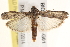  ( - BIOUG17344-G01)  @13 [ ] CreativeCommons - Attribution (2014) CBG Photography Group Centre for Biodiversity Genomics