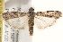  ( - BIOUG17344-H06)  @15 [ ] CreativeCommons - Attribution (2014) CBG Photography Group Centre for Biodiversity Genomics