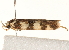  ( - BIOUG17457-A02)  @12 [ ] CreativeCommons - Attribution (2014) CBG Photography Group Centre for Biodiversity Genomics