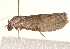  ( - BIOUG17457-F01)  @12 [ ] CreativeCommons - Attribution (2014) CBG Photography Group Centre for Biodiversity Genomics