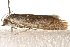 ( - BIOUG17457-H05)  @13 [ ] CreativeCommons - Attribution (2014) CBG Photography Group Centre for Biodiversity Genomics