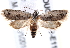  ( - BIOUG17459-E11)  @15 [ ] CreativeCommons - Attribution (2014) CBG Photography Group Centre for Biodiversity Genomics