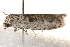  ( - BIOUG17526-C07)  @13 [ ] CreativeCommons - Attribution (2014) CBG Photography Group Centre for Biodiversity Genomics