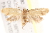  ( - BIOUG17526-F06)  @14 [ ] CreativeCommons - Attribution (2014) CBG Photography Group Centre for Biodiversity Genomics