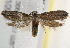  ( - BIOUG17527-A01)  @13 [ ] CreativeCommons - Attribution (2014) CBG Photography Group Centre for Biodiversity Genomics