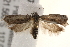  ( - BIOUG17527-B07)  @13 [ ] CreativeCommons - Attribution (2014) CBG Photography Group Centre for Biodiversity Genomics