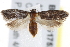 ( - BIOUG17528-E11)  @13 [ ] CreativeCommons - Attribution (2014) CBG Photography Group Centre for Biodiversity Genomics