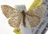  ( - BIOUG17529-A08)  @12 [ ] CreativeCommons - Attribution (2014) CBG Photography Group Centre for Biodiversity Genomics