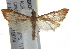  ( - BIOUG17529-A11)  @14 [ ] CreativeCommons - Attribution (2014) CBG Photography Group Centre for Biodiversity Genomics