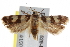  ( - BIOUG17529-B04)  @13 [ ] CreativeCommons - Attribution (2014) CBG Photography Group Centre for Biodiversity Genomics