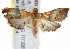  (Tetracona - BIOUG17529-D04)  @15 [ ] CreativeCommons - Attribution (2014) CBG Photography Group Centre for Biodiversity Genomics