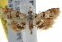  (Trichophysetis crocoplaga - BIOUG17529-D06)  @13 [ ] CreativeCommons - Attribution (2014) CBG Photography Group Centre for Biodiversity Genomics