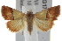  ( - BIOUG17529-D09)  @13 [ ] CreativeCommons - Attribution (2014) CBG Photography Group Centre for Biodiversity Genomics