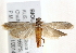  ( - BIOUG18084-C10)  @14 [ ] CreativeCommons - Attribution (2015) CBG Photography Group Centre for Biodiversity Genomics