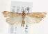  ( - BIOUG18084-C11)  @14 [ ] CreativeCommons - Attribution (2015) CBG Photography Group Centre for Biodiversity Genomics