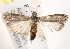 ( - BIOUG18084-D06)  @13 [ ] CreativeCommons - Attribution (2015) CBG Photography Group Centre for Biodiversity Genomics