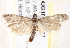  ( - BIOUG18084-F12)  @13 [ ] CreativeCommons - Attribution (2015) CBG Photography Group Centre for Biodiversity Genomics