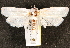  ( - BIOUG18084-G12)  @13 [ ] CreativeCommons - Attribution (2015) CBG Photography Group Centre for Biodiversity Genomics