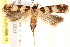  ( - BIOUG18085-D04)  @13 [ ] CreativeCommons - Attribution (2015) CBG Photography Group Centre for Biodiversity Genomics