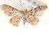  ( - BIOUG18085-G10)  @13 [ ] CreativeCommons - Attribution (2015) CBG Photography Group Centre for Biodiversity Genomics