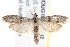  ( - BIOUG18086-A02)  @13 [ ] CreativeCommons - Attribution (2015) CBG Photography Group Centre for Biodiversity Genomics