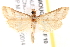  ( - BIOUG18086-F10)  @13 [ ] CreativeCommons - Attribution (2015) CBG Photography Group Centre for Biodiversity Genomics