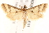  ( - BIOUG18086-F11)  @13 [ ] CreativeCommons - Attribution (2015) CBG Photography Group Centre for Biodiversity Genomics