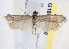  ( - BIOUG18087-B10)  @13 [ ] CreativeCommons - Attribution (2015) CBG Photography Group Centre for Biodiversity Genomics