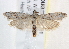 (Cadra perfasciata - BIOUG18087-B11)  @14 [ ] CreativeCommons - Attribution (2015) CBG Photography Group Centre for Biodiversity Genomics