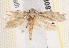  ( - BIOUG18087-C12)  @12 [ ] CreativeCommons - Attribution (2015) CBG Photography Group Centre for Biodiversity Genomics