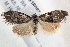  ( - BIOUG18087-E03)  @13 [ ] CreativeCommons - Attribution (2015) CBG Photography Group Centre for Biodiversity Genomics