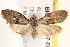  ( - BIOUG18087-E04)  @14 [ ] CreativeCommons - Attribution (2015) CBG Photography Group Centre for Biodiversity Genomics