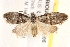  ( - BIOUG18087-E05)  @13 [ ] CreativeCommons - Attribution (2015) CBG Photography Group Centre for Biodiversity Genomics